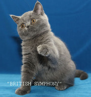 Британские котята. Питомник  