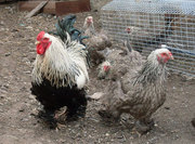цыплята и инкубационное яйцо кур породы брама темная