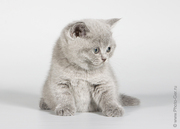 Питомник британских короткошерстных кошек «Lozovsky»