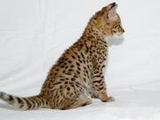 Сервал,  Саванна,  оцелот,  Маргей,  гепарда и Safari котят на продажу