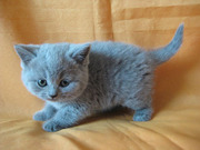 Родились британские котята голубого окраса
