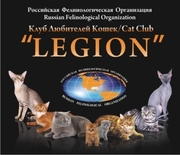 Клуб Любителей Кошек «LEGION» предлагает породистых котят