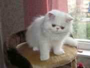 Персидские белые котята