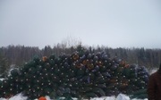 Живые новогодние елки оптом продам 
