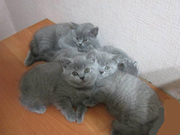 Не дорого отдам Британских голубых котят 2х-месяцев