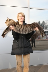 Котята самой крупной породы кошек МЕЙН-КУН!