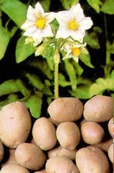 Продаем картофель оптом.