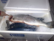 семга, форель1-9охл.Норвегия лучшая цена всегда и др. рыба оптом.