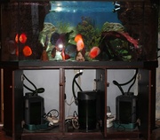 Срочно продаю полностью укомплектованный аквариум с тумбой и с рыбами