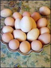 Яйца куриные! Домашние,  свежие!! 1-2 суток