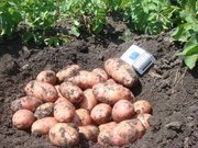 Молодой картофель из Краснодарского края