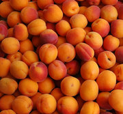 косточковые абрикос персик нектарин