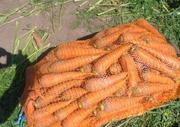 Морковь от производителя  2012