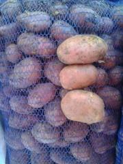 Продам картофель молодой урожай 2012