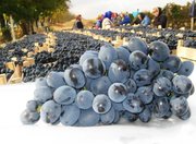 Качественный виноград,  ялоки из Молдовы