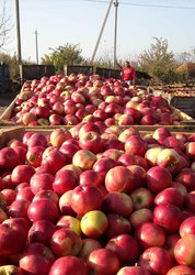 Экспорт овощей и фруктов из Молдавии