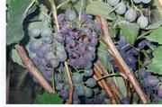Черенки неукрывных сортов винограла