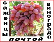 Высылаем саженцы  винограда 50 сортов 2-х летки почтой по России