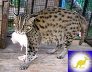 Продаю котят Кота-рыбалова (Prionailurus viverrinus) www.animalsimport