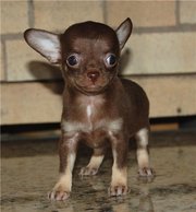 продам шоколадного щенка чихуахуа