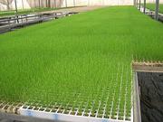 Ищу партнера/инвестора для ввода в эксплуатацию 2-х теплиц