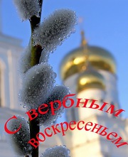 Продам вербу оптом по низким ценам в Москве и МО