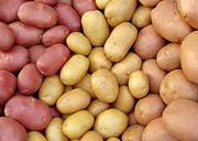Продажа картофеля оптом и в розницу