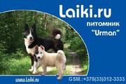 ПлемЗавод LAIKIRU круглый год продаёт щенков и взрослых рабочих собак.