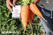 Ранняя морковь оптом от Производителя