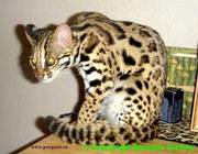 Продам АЛК азиатских леопардовых кошек
