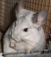 Разведение шиншилл. Прибыльный малый бизнес