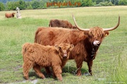 Шотландский Высокогорный скот купить можно у нас,  продам хайленд скот