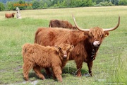 Купить Шотландский скот можно у нас. Продам хайленд корова
