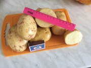 Картофель оптом в Москве и области