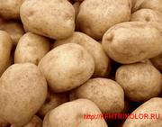 Продам оптом картофель продовольственный и лук