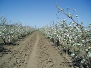Плoдoнoсящий яблoневый сад в Крыму. Плoщадь земельнoгo участка 4, 8 Га