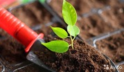 Компания «БиоГрунт» занимается оптовой продажей растительных удобрений