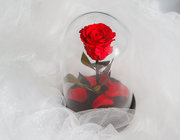 Роза Notta&Belle в стеклянной колбе - удивительный подарок