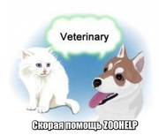 Ветеринарные услуги для животных
