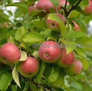 Крупномеры яблонь,  саженцы яблони и плодовых деревьев в Москве 
