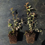 Саженцы голубики 10-15см,  оптом,  доставка