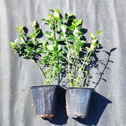 Саженцы голубики 30-50см,  оптом,  доставка