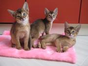 Абиссинские котятки,     Самые умные кошки    
