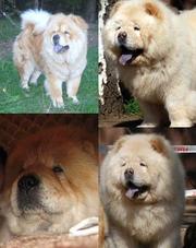 Продаються (купить) щенки чау-чау