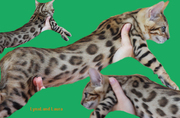 Bengal girl for show and breeding with very short luxourious coat and 